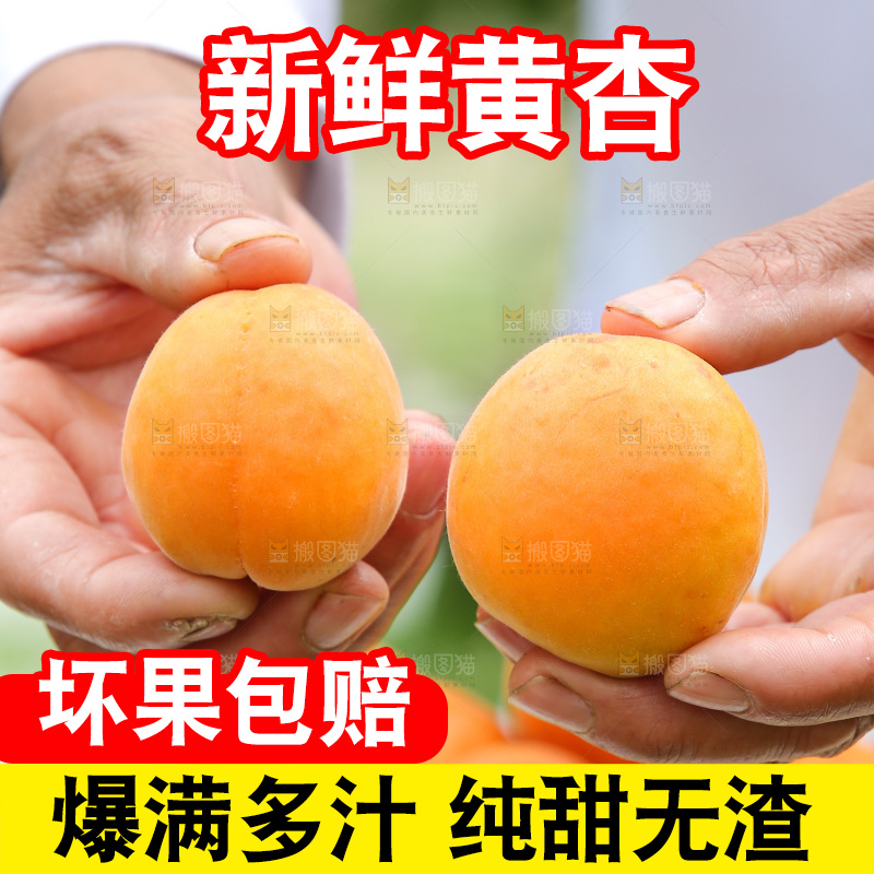 手里拿着新鲜大黄杏