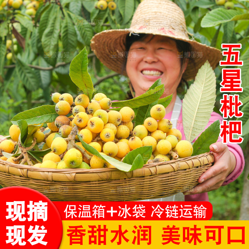手里拿着现摘枇杷