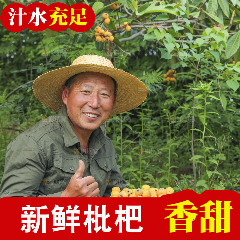 手里拿着现摘枇杷