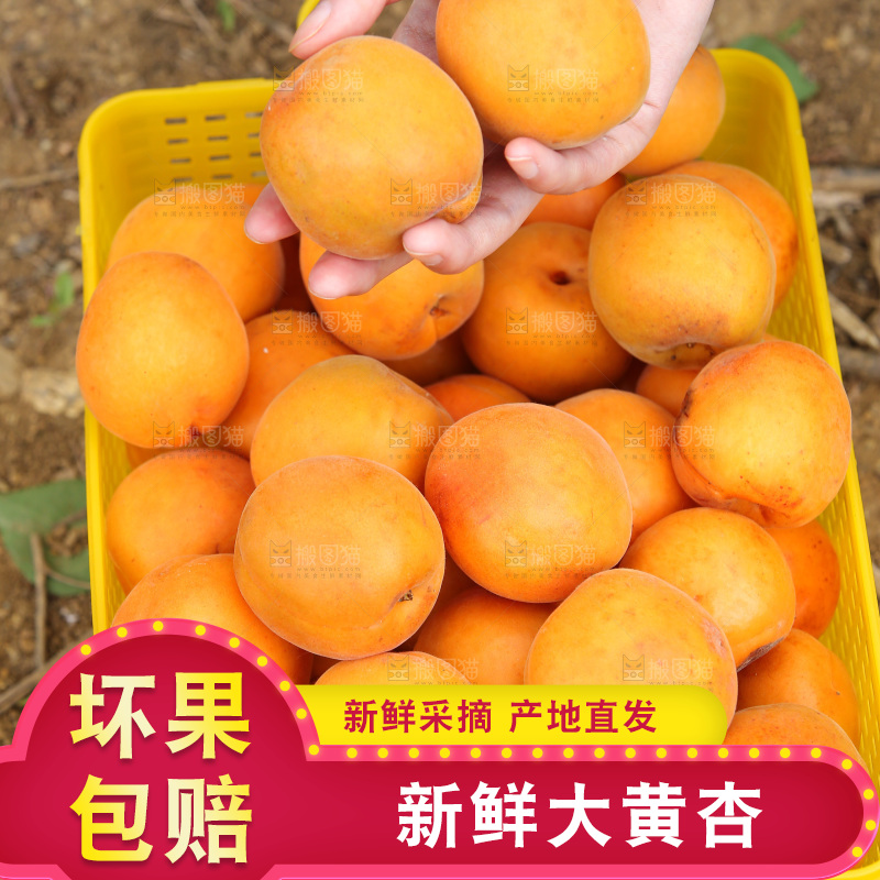手里拿着新鲜大黄杏