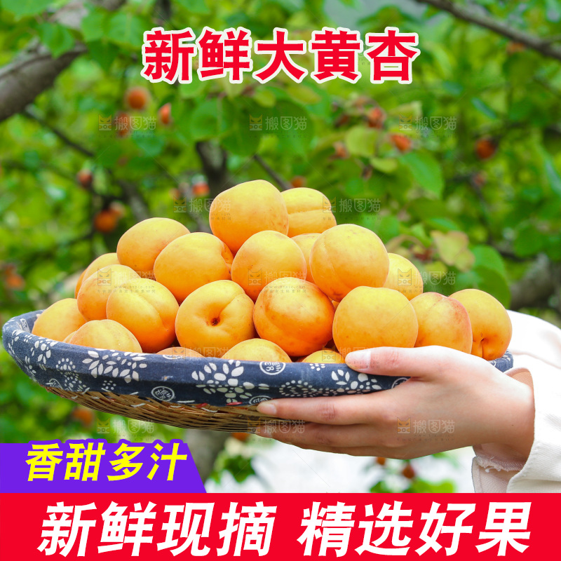 手里拿着新鲜大黄杏