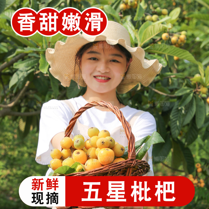 手里拿着现摘枇杷