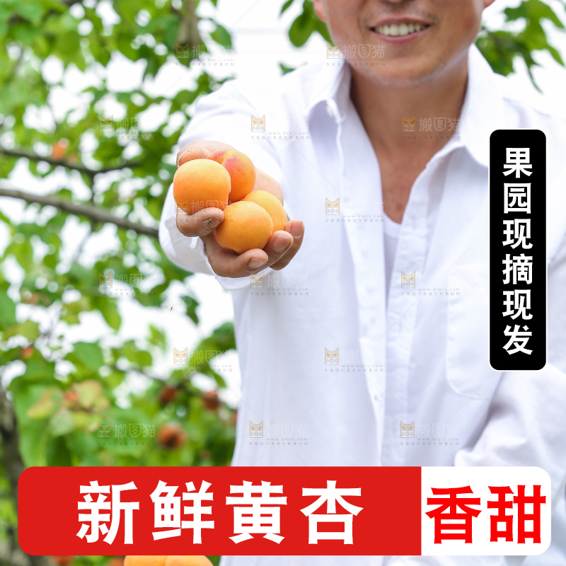 手里拿着新鲜大黄杏