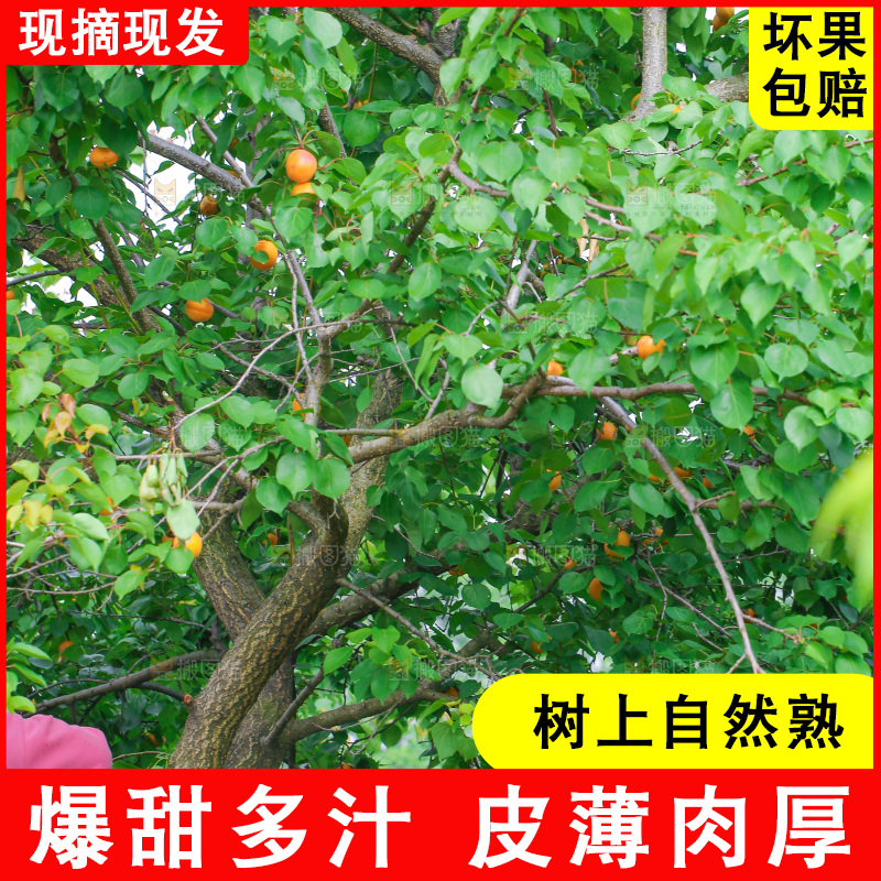 手里拿着新鲜大黄杏