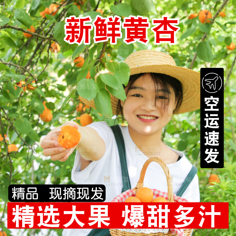 手里拿着新鲜大黄杏