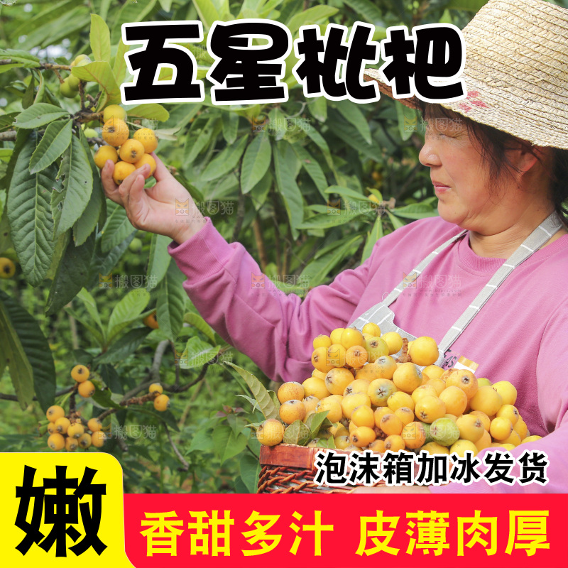 手里拿着现摘枇杷