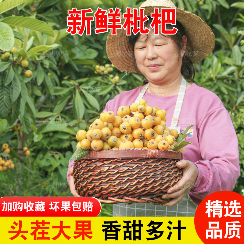 手里拿着现摘枇杷