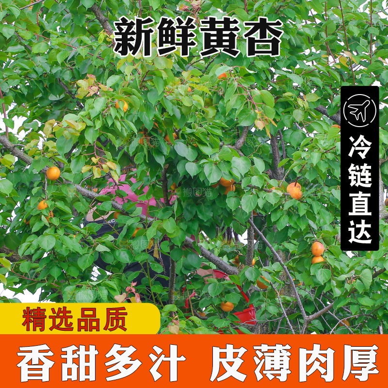手里拿着新鲜大黄杏