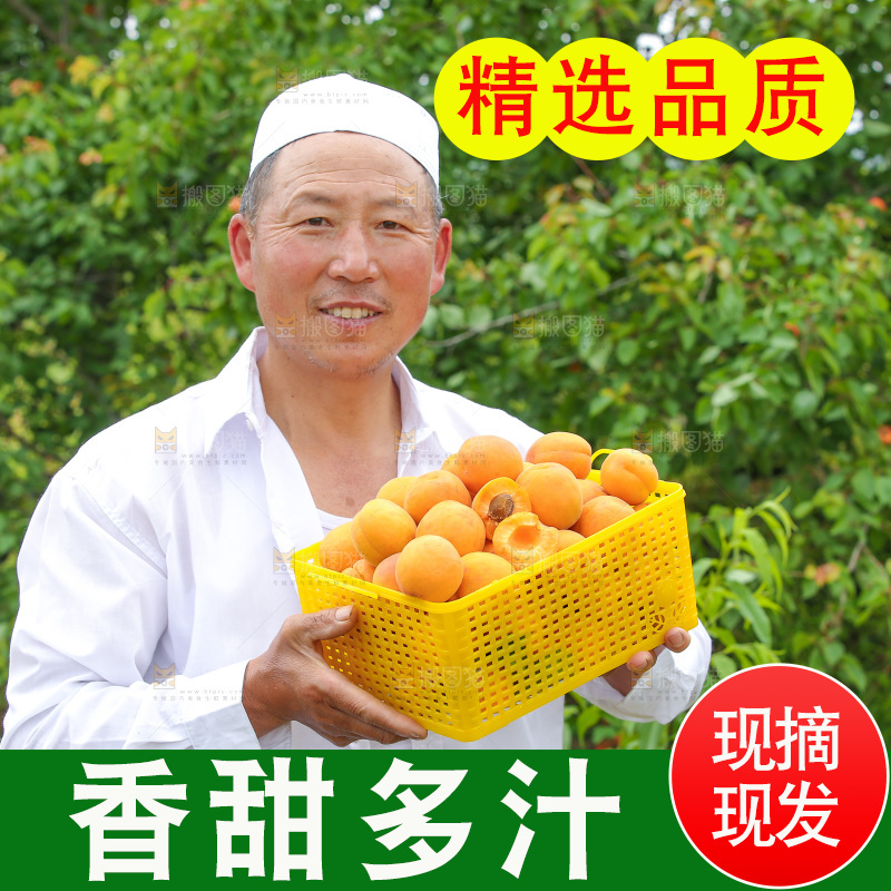 手里拿着新鲜大黄杏
