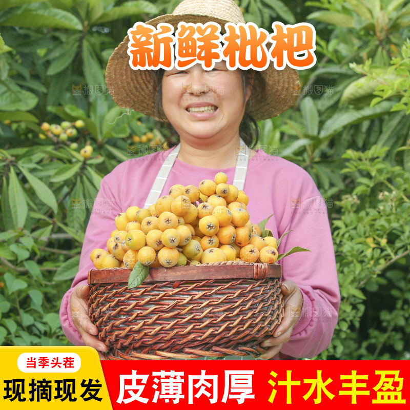 手里拿着现摘枇杷