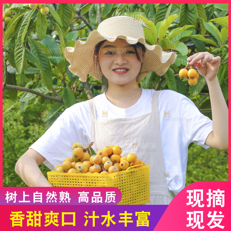 手里拿着现摘枇杷