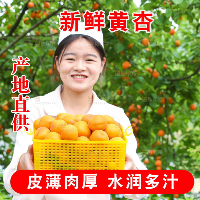 手里拿着新鲜大黄杏