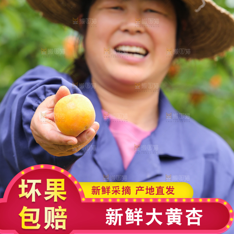 手里拿着新鲜大黄杏
