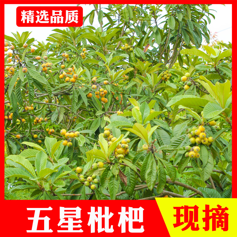 手里拿着现摘枇杷