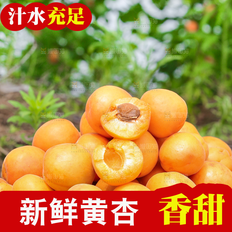 手里拿着新鲜大黄杏