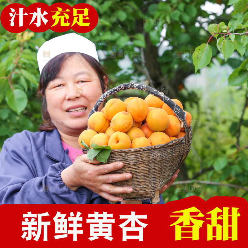 手里拿着新鲜大黄杏