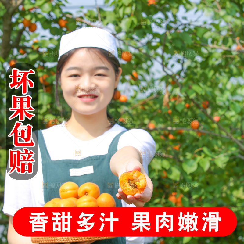 手里拿着新鲜大黄杏