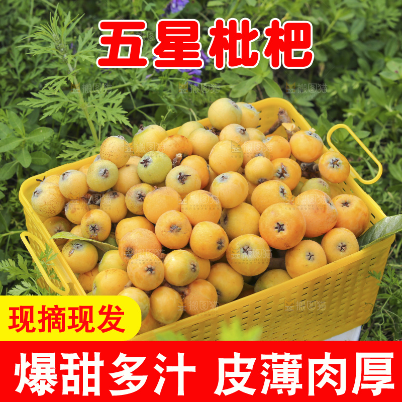 手里拿着现摘枇杷