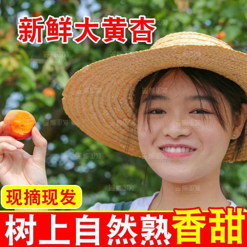 手里拿着新鲜大黄杏