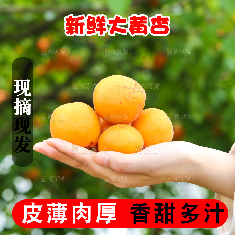 手里拿着新鲜大黄杏