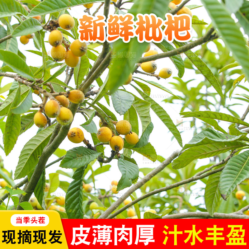 手里拿着现摘枇杷