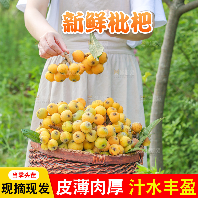 手里拿着现摘枇杷