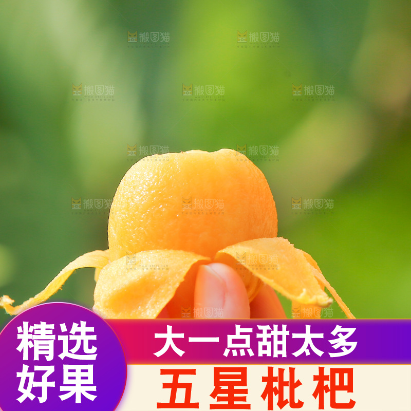 手里拿着现摘枇杷