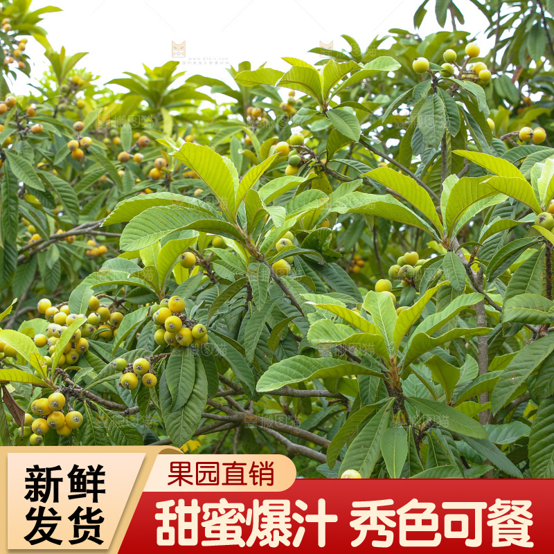 手里拿着现摘枇杷