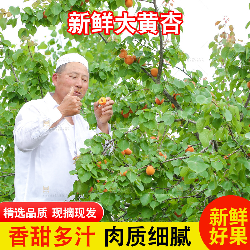 手里拿着新鲜大黄杏