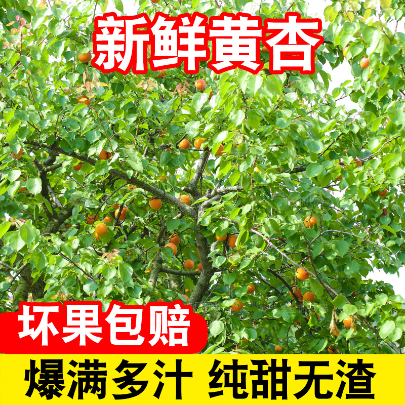 手里拿着新鲜大黄杏