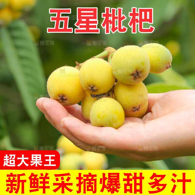 手里拿着现摘枇杷