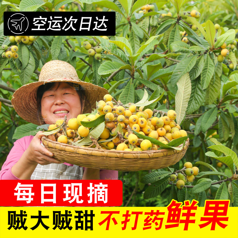 手里拿着现摘枇杷