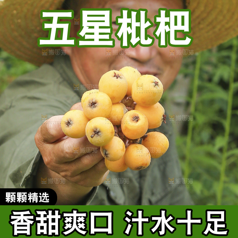 手里拿着现摘枇杷