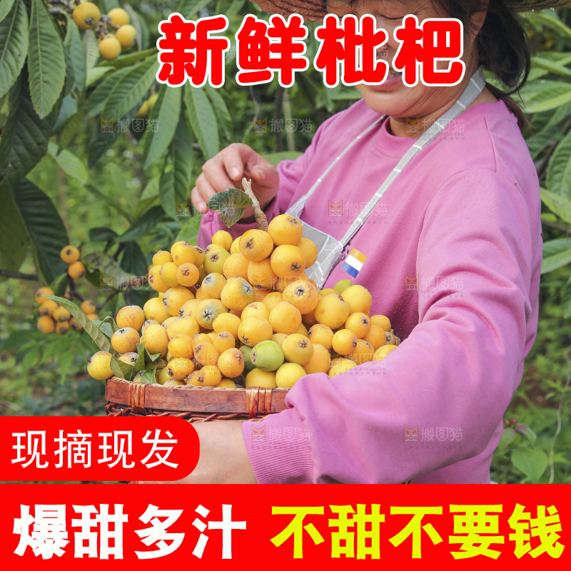 手里拿着现摘枇杷