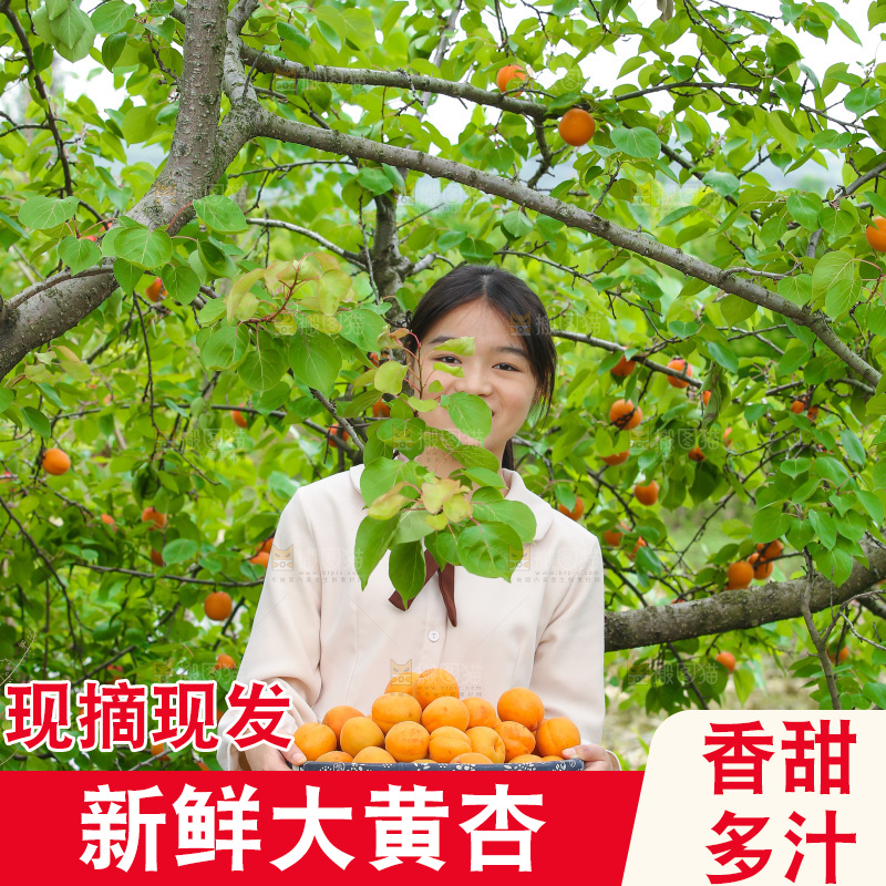 手里拿着新鲜大黄杏