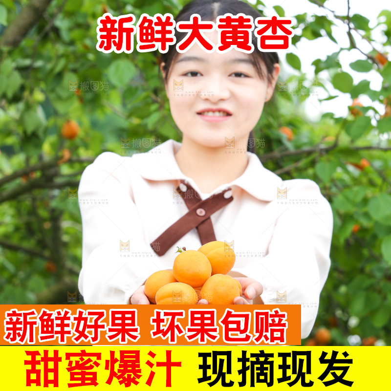 手里拿着新鲜大黄杏