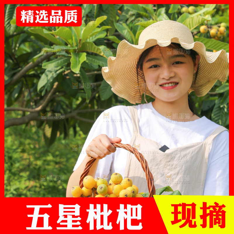 手里拿着现摘枇杷