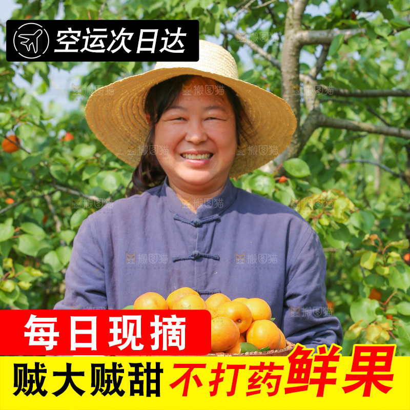 手里拿着新鲜大黄杏