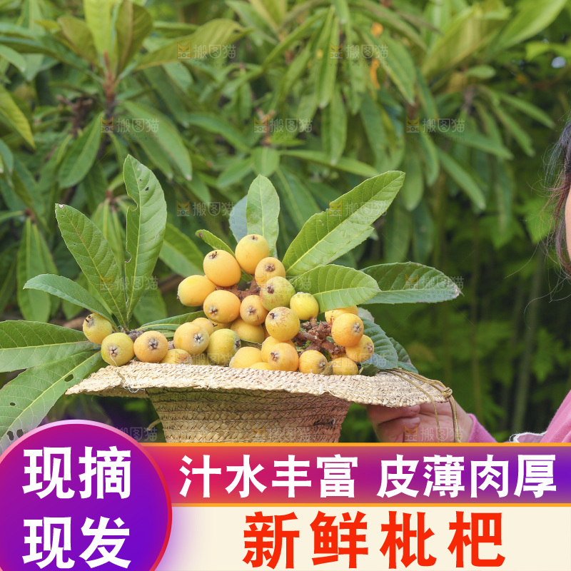 手里拿着现摘枇杷