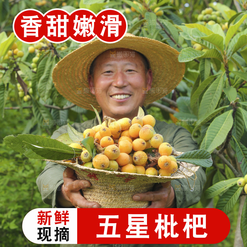 手里拿着现摘枇杷