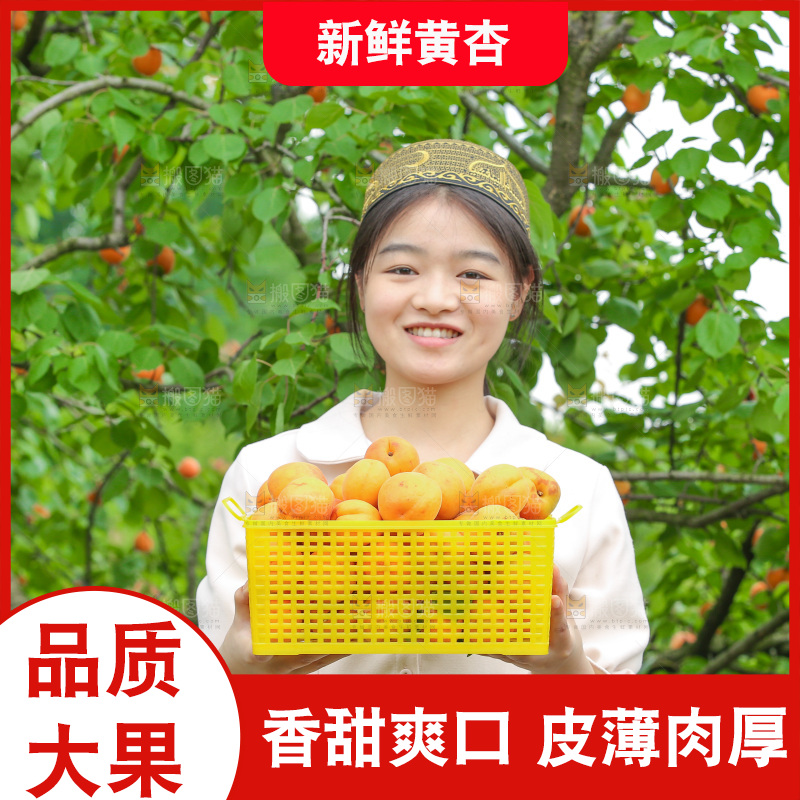 手里拿着新鲜大黄杏