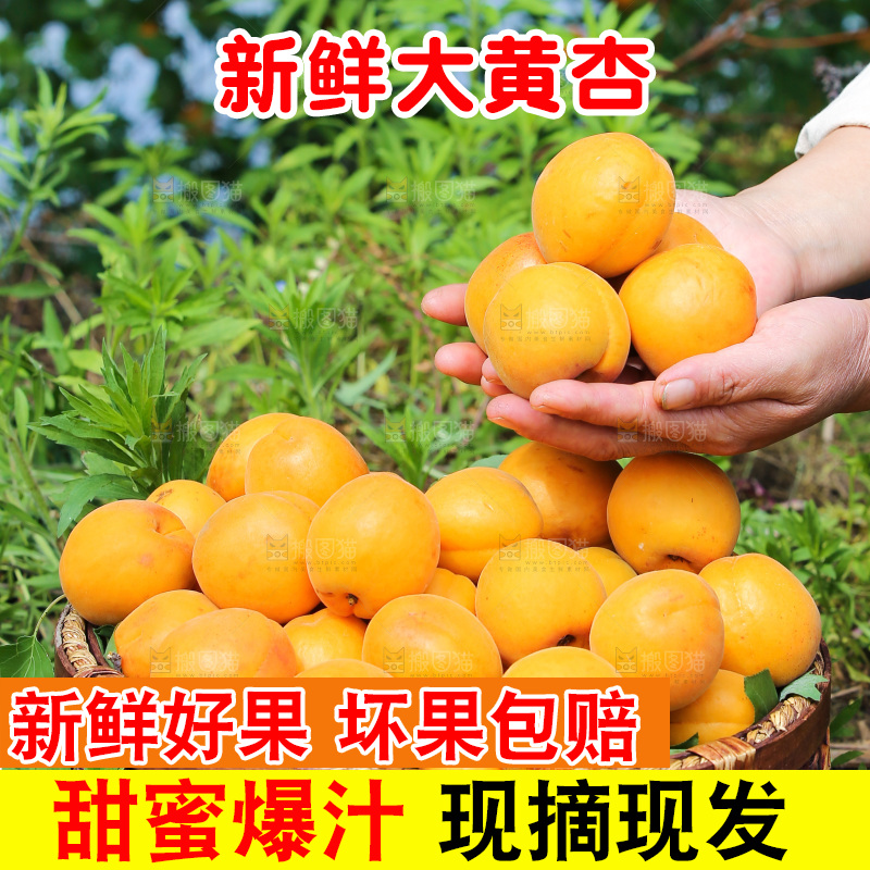 手里拿着新鲜大黄杏