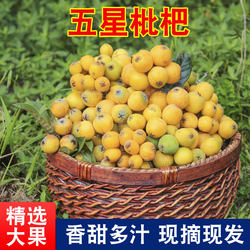 手里拿着现摘枇杷