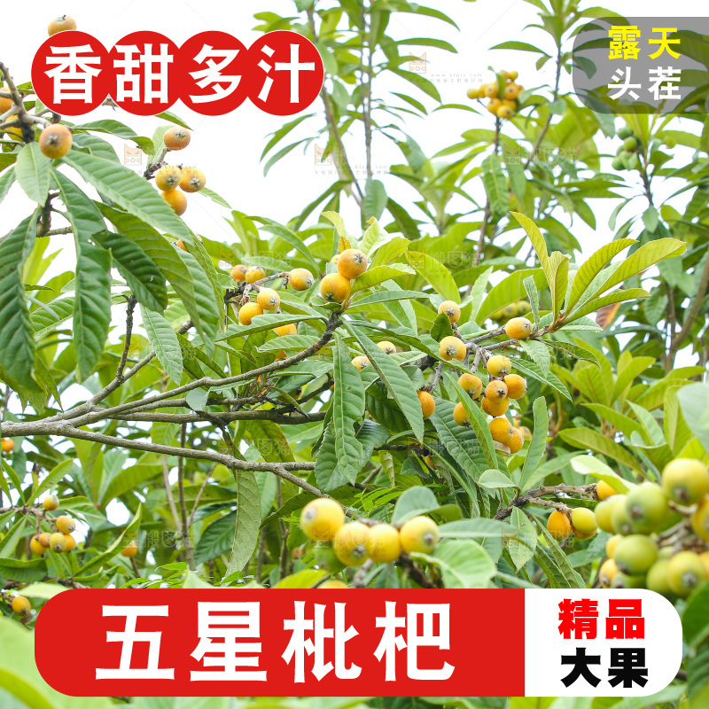 手里拿着现摘枇杷