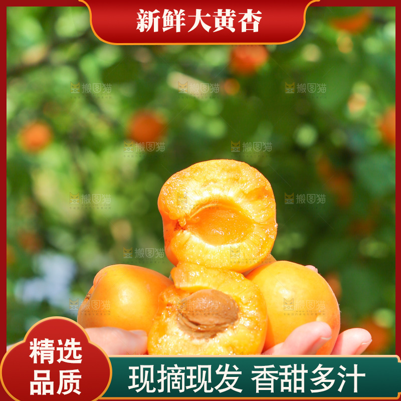 手里拿着新鲜大黄杏