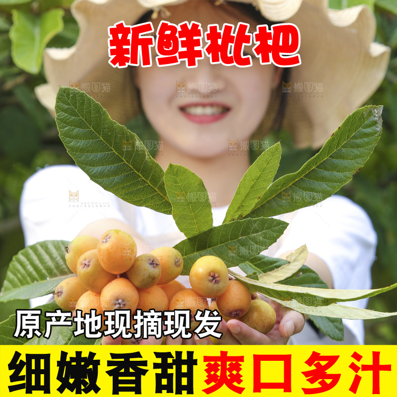 手里拿着现摘枇杷