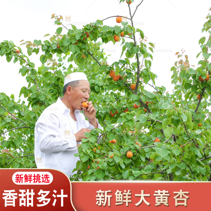 手里拿着新鲜大黄杏