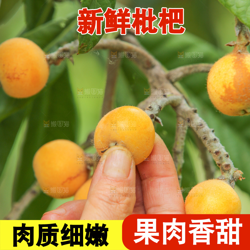 手里拿着现摘枇杷
