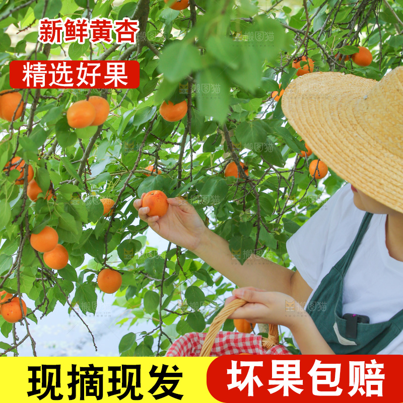 手里拿着新鲜大黄杏