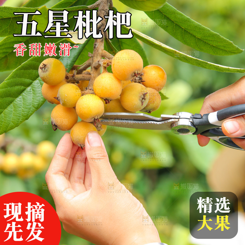手里拿着现摘枇杷